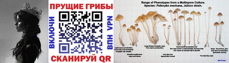 Галлюциногенные грибы мицелий  что такое   Болхов 